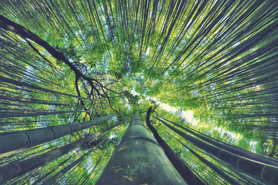 Make Way for Bamboo, the Plant of the Future